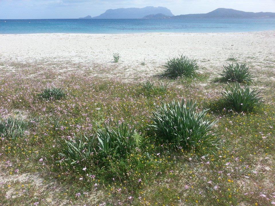 Villa Maestrale Olbia Buitenkant foto